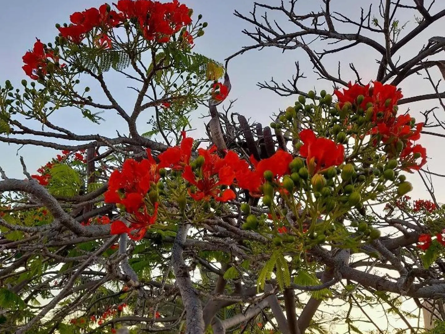 Homestay Studio In Los Cristianos Апартаменты Лос Кристианос
